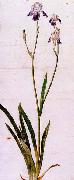 Albrecht Durer, Iris